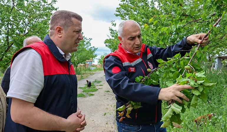 Kayısı Üreticisi Zor Günler Yaşıyor: Dolu Zararı Araştırılıyor