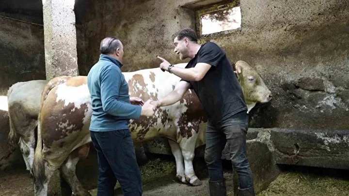 Pazarın Rekortmeni! 1 Ton 250 Kiloluk Dev Tosun Dudak Uçuklatan Fiyata Satıldı