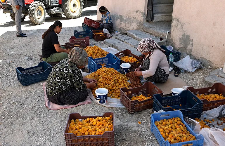 Kayısı Üreticileri Alarm Verdi: “TMO Acilen Devreye Girmeli”