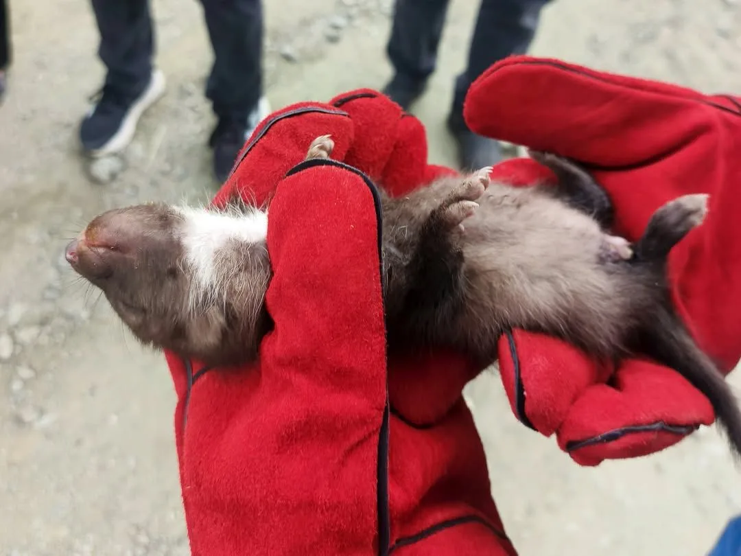 Doğanşehir’de Annesiz Kalan Yavru Sansar Korumaya Alındı