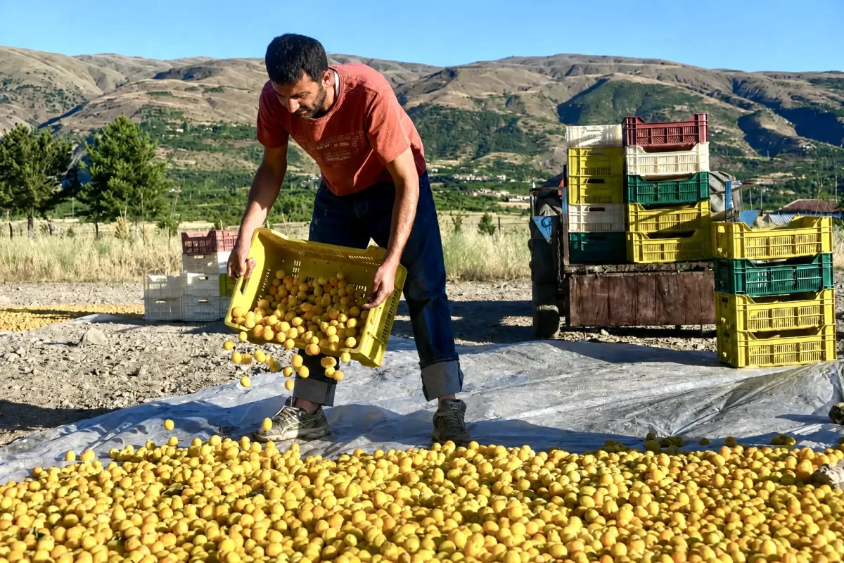 Malatya’da Kayısı Hasadı İçin Çalışacak İşçilerin Ücreti Belli Oldu